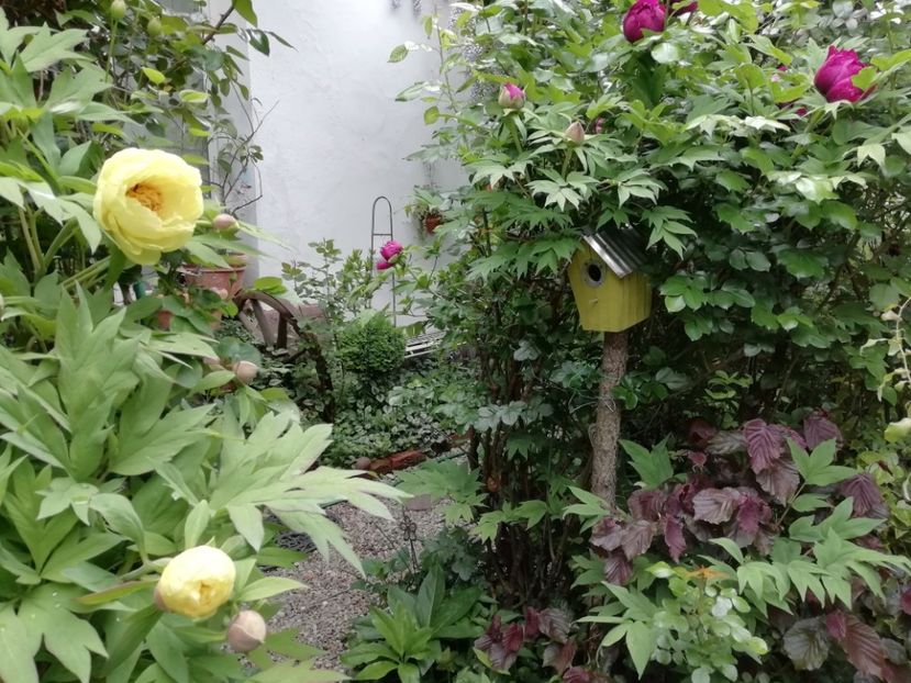  - Grădina 2020 continuare 1