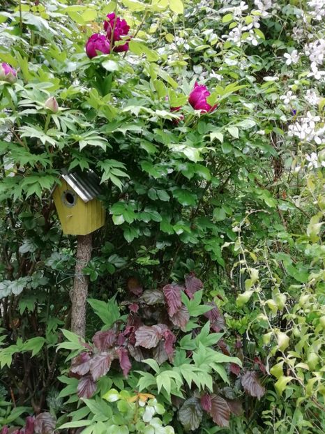  - Grădina 2020 continuare 1