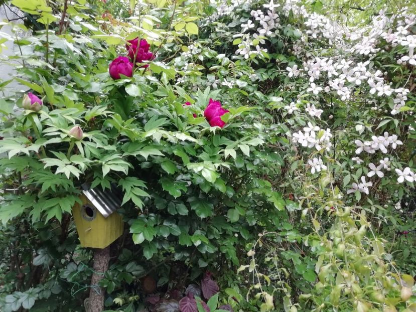  - Grădina 2020 continuare 1