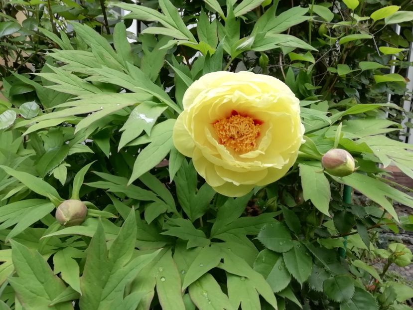  - Grădina 2020 continuare 1