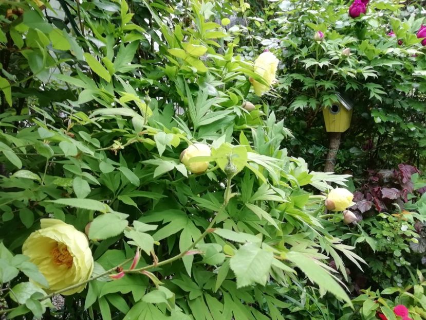  - Grădina 2020 continuare 1