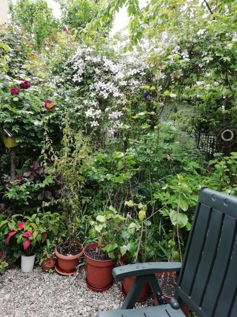  - Grădina 2020 continuare 1