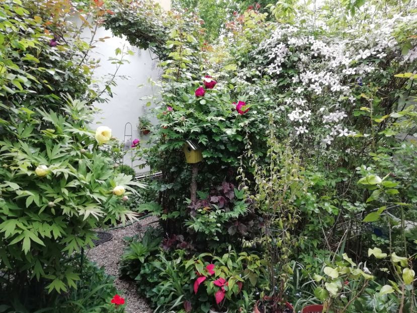  - Grădina 2020 continuare 1