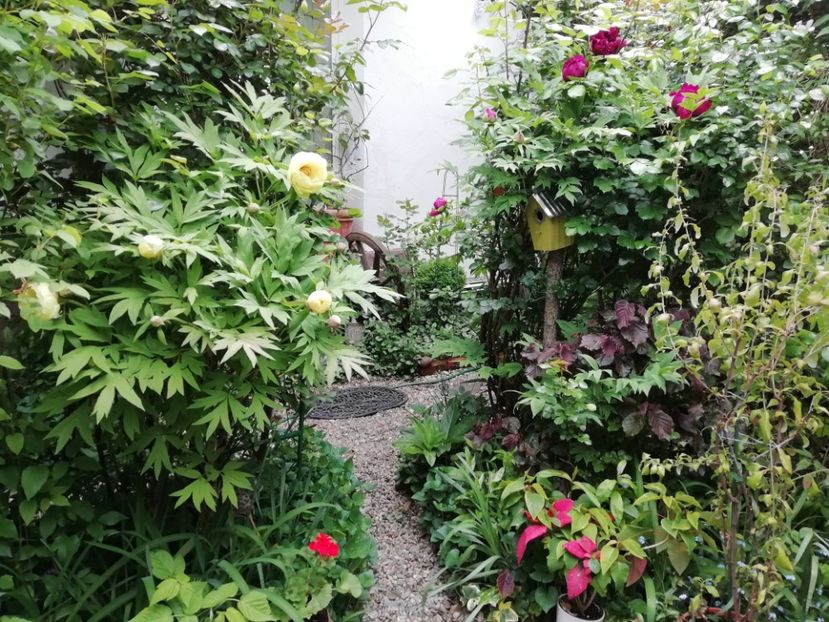  - Grădina 2020 continuare 1