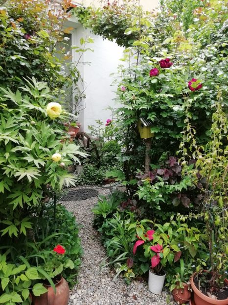  - Grădina 2020 continuare 1