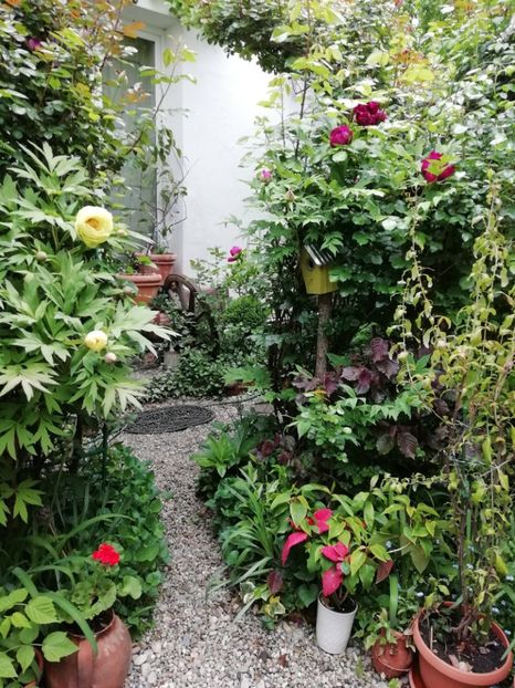  - Grădina 2020 continuare 1