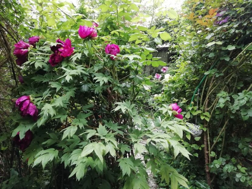  - Grădina 2020 continuare 1