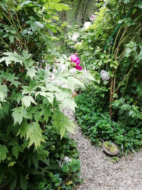  - Grădina 2020 continuare 1