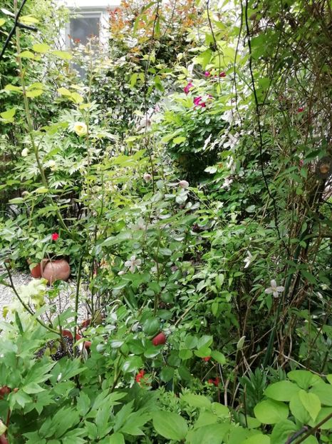  - Grădina 2020 continuare 1