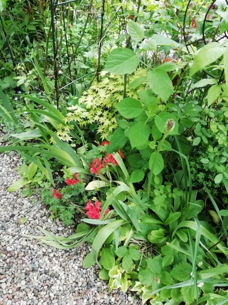  - Grădina 2020 continuare 1