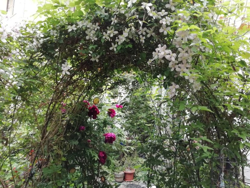  - Grădina 2020 continuare 1