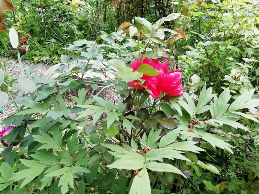  - Grădina 2020 continuare 1