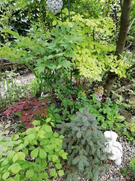  - Grădina 2020 continuare 1