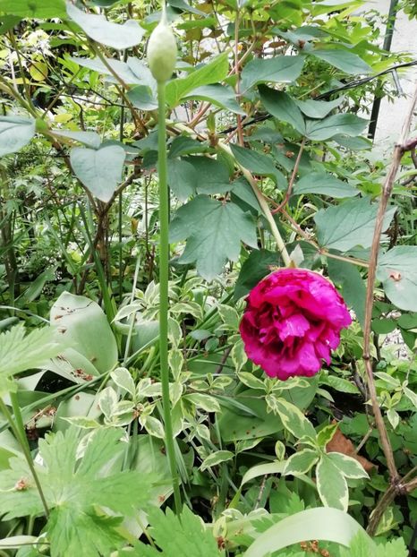  - Grădina 2020 continuare 1