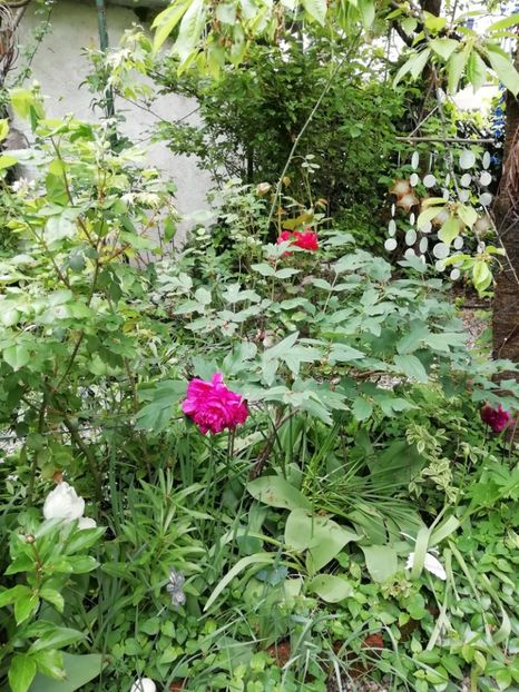  - Grădina 2020 continuare 1