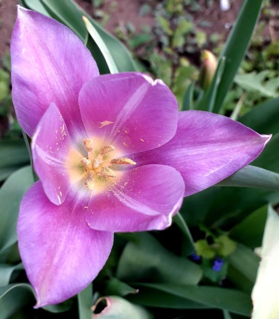  - AAAA_LALELE 2019_2020_2022_2023