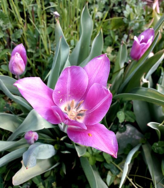  - AAAA_LALELE 2019_2020_2022_2023