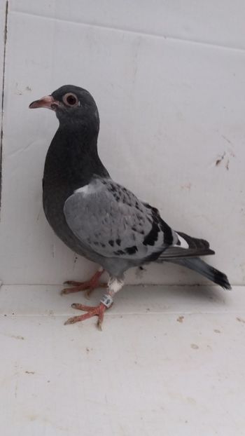 vandut - De vanzare voiajori pui 2020