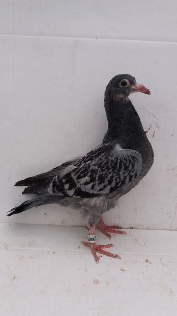 vandut - De vanzare voiajori pui 2020