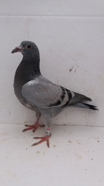 vandut - De vanzare voiajori pui 2020