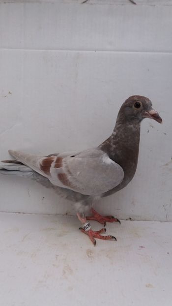  - De vanzare voiajori pui 2020