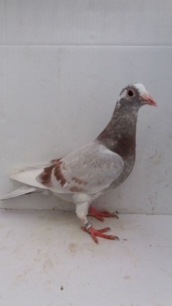 vandut 55buc - De vanzare voiajori pui 2020