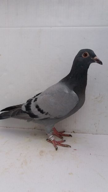 vandut 66buc - De vanzare voiajori pui 2020