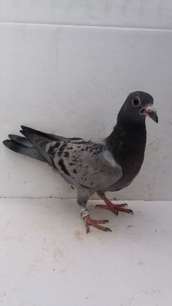 vandut - De vanzare voiajori pui 2020