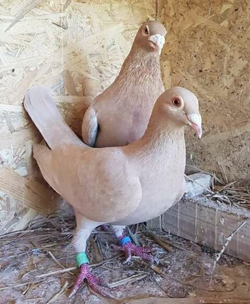  - NU AMI APARTIN 2020