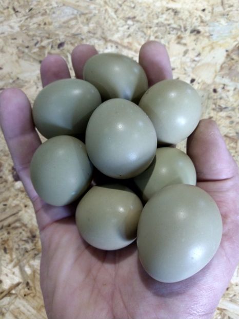  - De vânzare fazani și ouă 2020