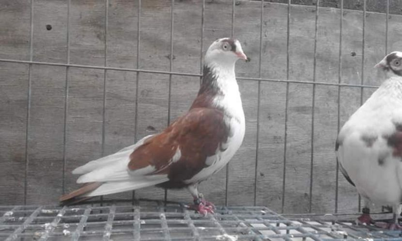  - 4-Jucatori de Galati