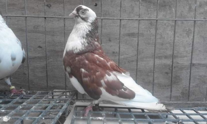  - 4-Jucatori de Galati