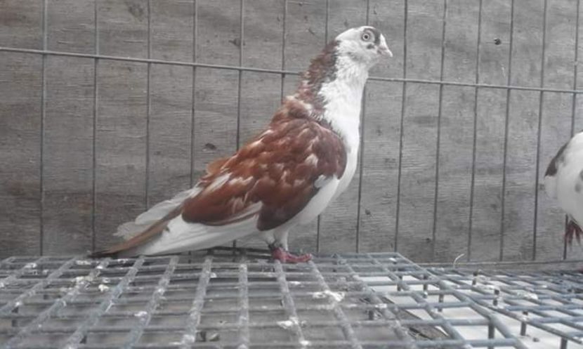  - 4-Jucatori de Galati