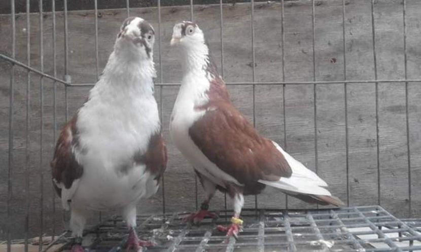  - 4-Jucatori de Galati