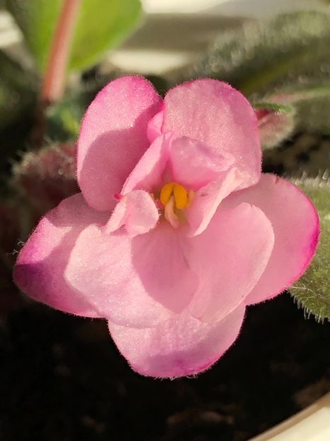 BC69CB64-8FB9-4279-9974-AB78D210825E - Emperor