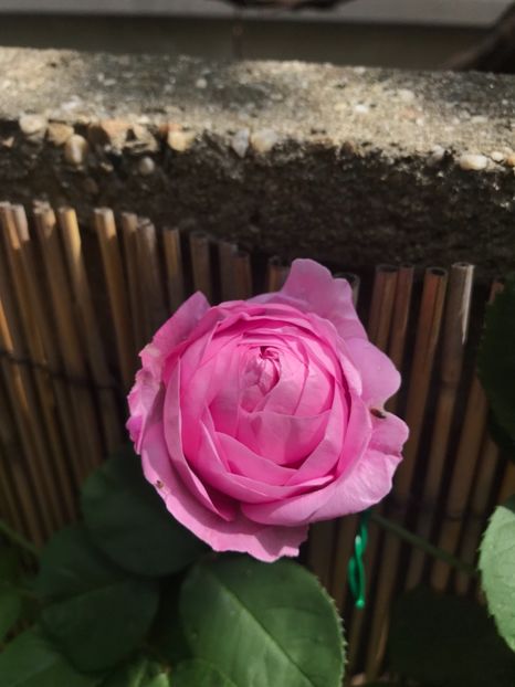 Louise Odier - Louise Odier