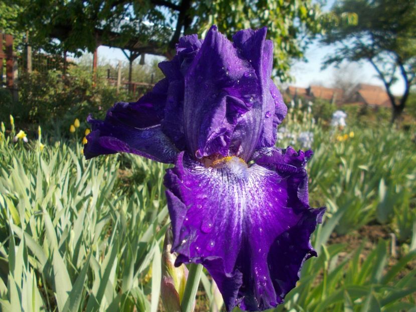  - Irisi -2020 Barbata Elatior si intermedia