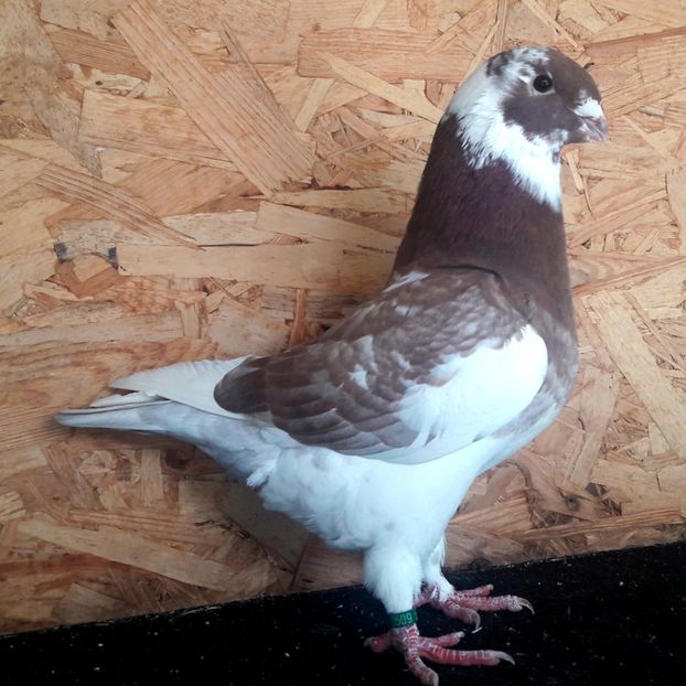  - 3---AGH DAȚI 2019 - 2025