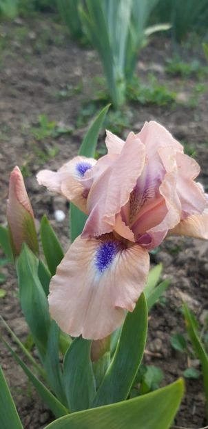 I - Colectia mea de irisi pitici in 2019-2020