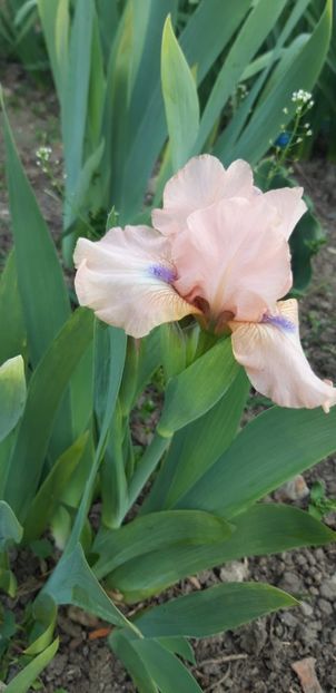  - Colectia mea de irisi pitici in 2019-2020