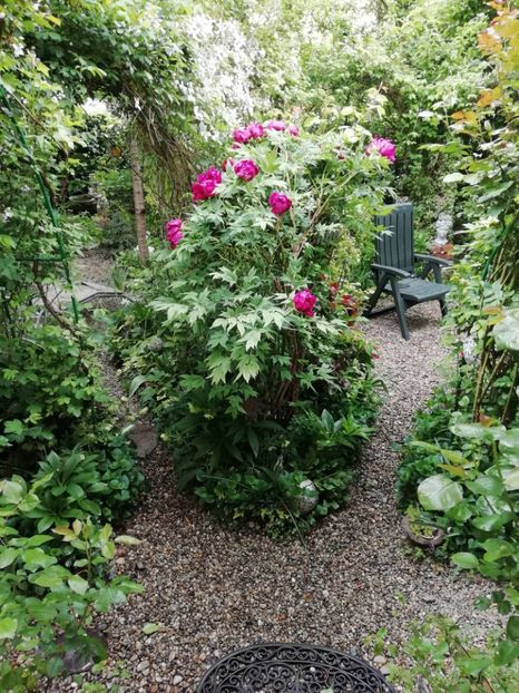  - Grădina 2020 continuare 1