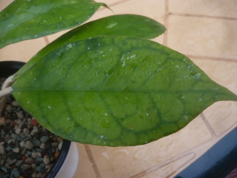 P1430828 - Hoya-frunze