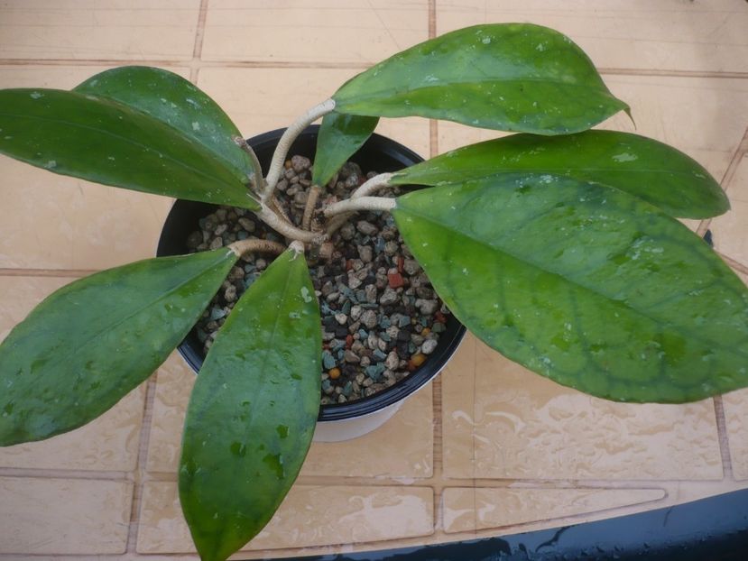 P1430829 - Hoya-frunze