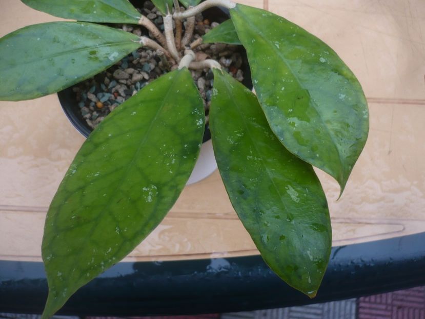 P1430830 - Hoya-frunze