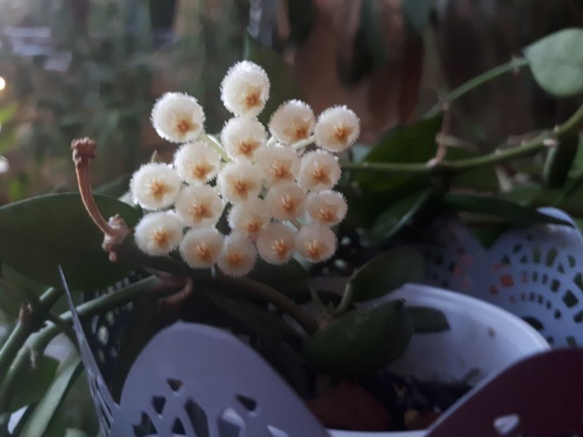 16.03.2020 - Hoya Lacunosa Hart