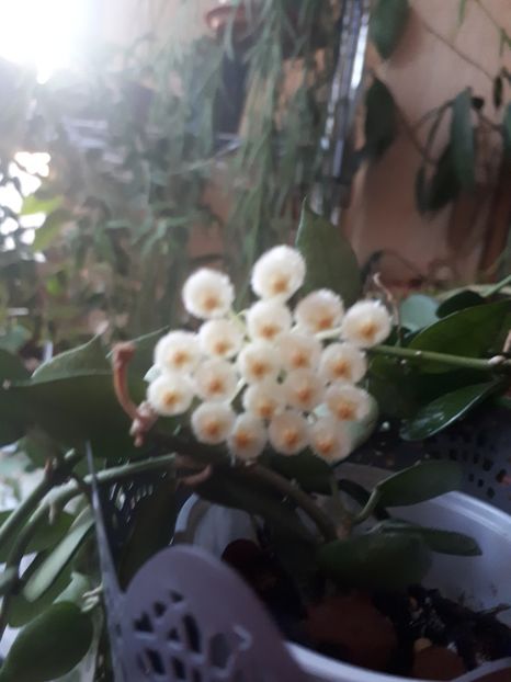 16.03.2020 - Hoya Lacunosa Hart