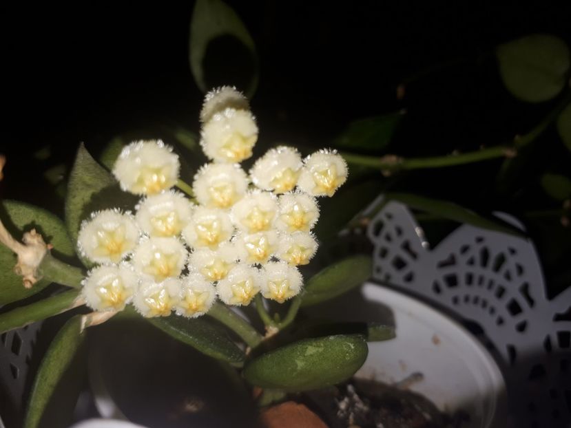 16.03.2020 - Hoya Lacunosa Hart