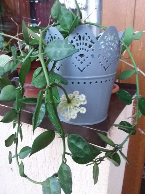  - Hoya Lacunosa Hart