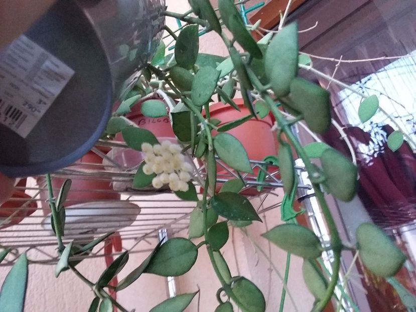  - Hoya Lacunosa Hart