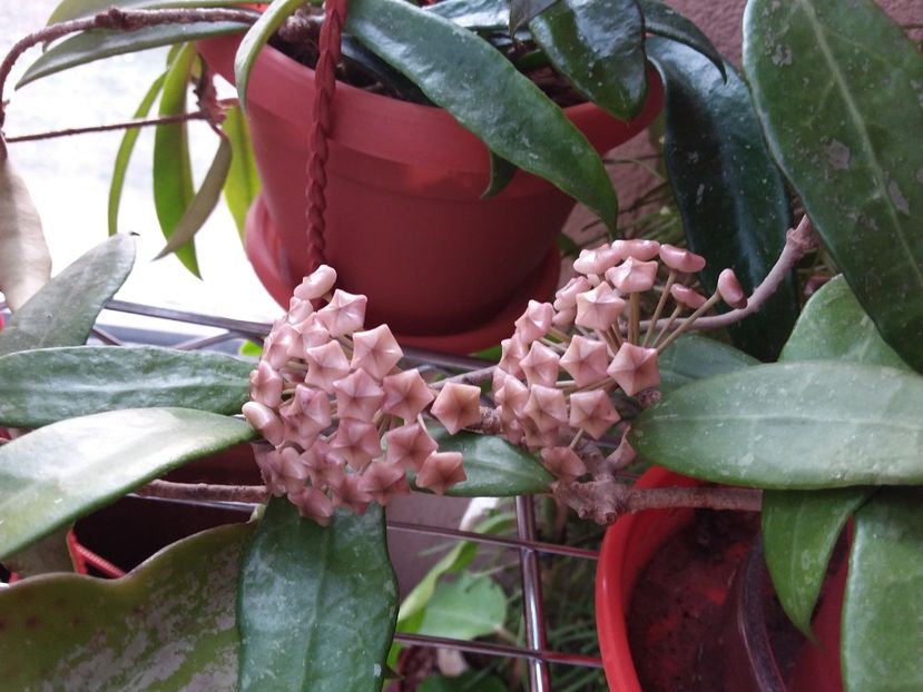 16.03.2020 - Hoya Acuta aff White